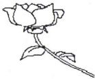rose